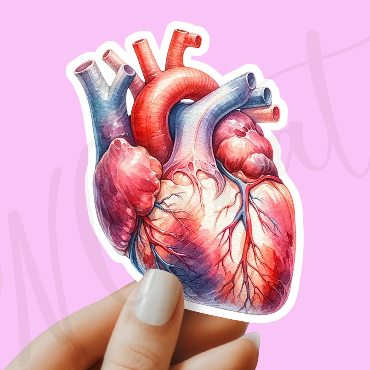 Heart Sticker - Anatomy Sticker - Medical Sticker - Medical Gift - Decorative Sticker - Sticker