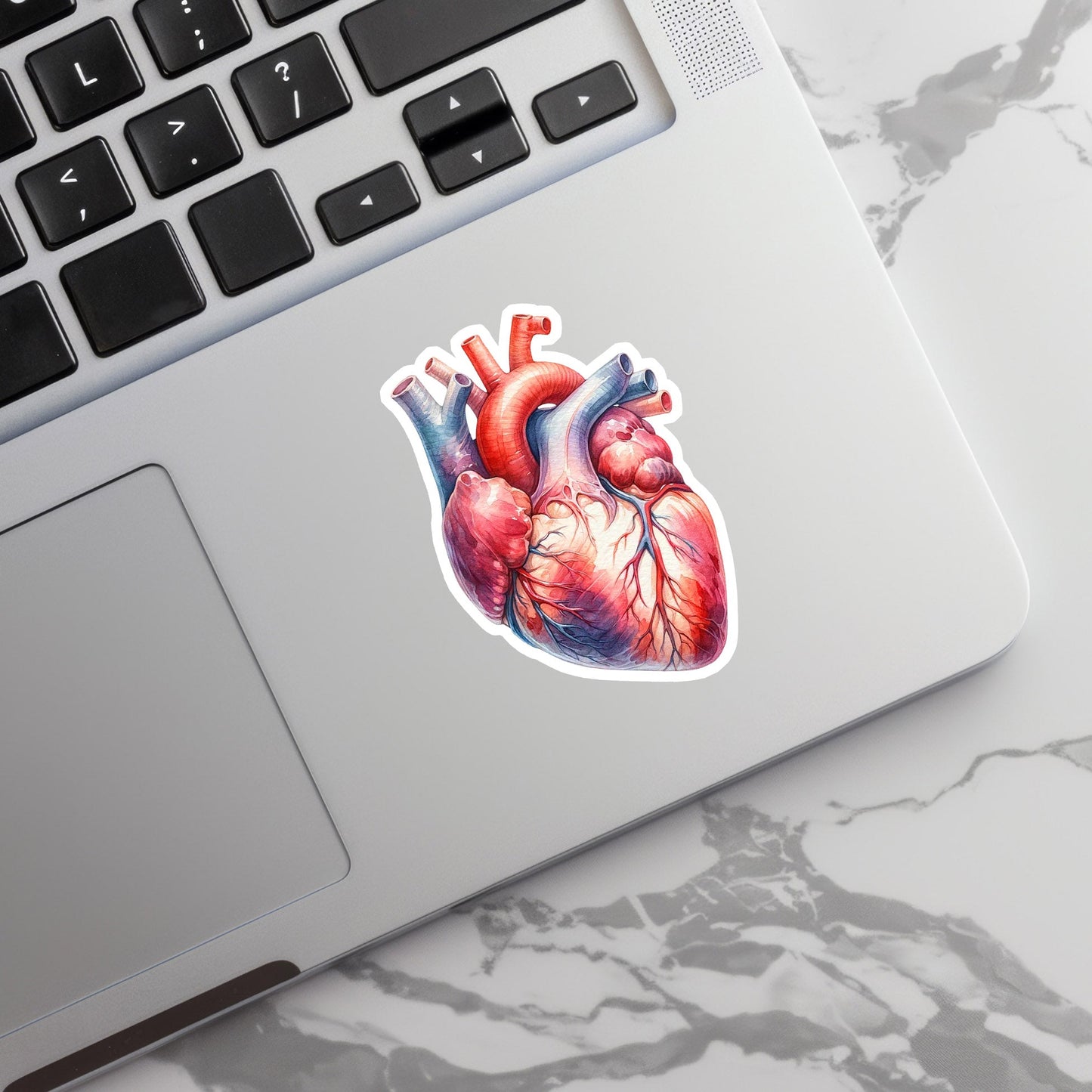 Heart Sticker - Anatomy Sticker - Medical Sticker - Medical Gift - Decorative Sticker - Sticker