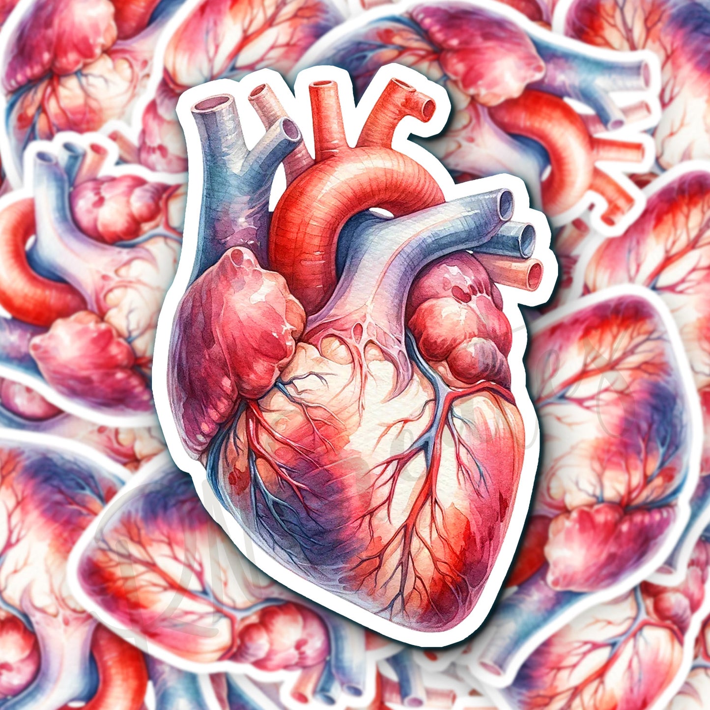 Heart Sticker - Anatomy Sticker - Medical Sticker - Medical Gift - Decorative Sticker - Sticker