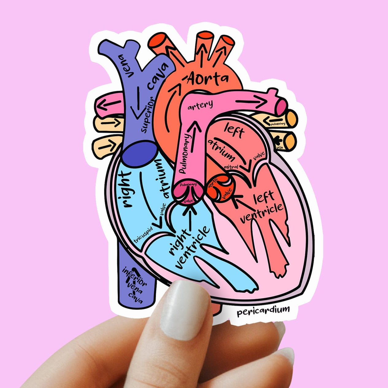 Heart Sticker - Anatomy Sticker - Medical Sticker - Medical Gift - Decorative Sticker - Sticker
