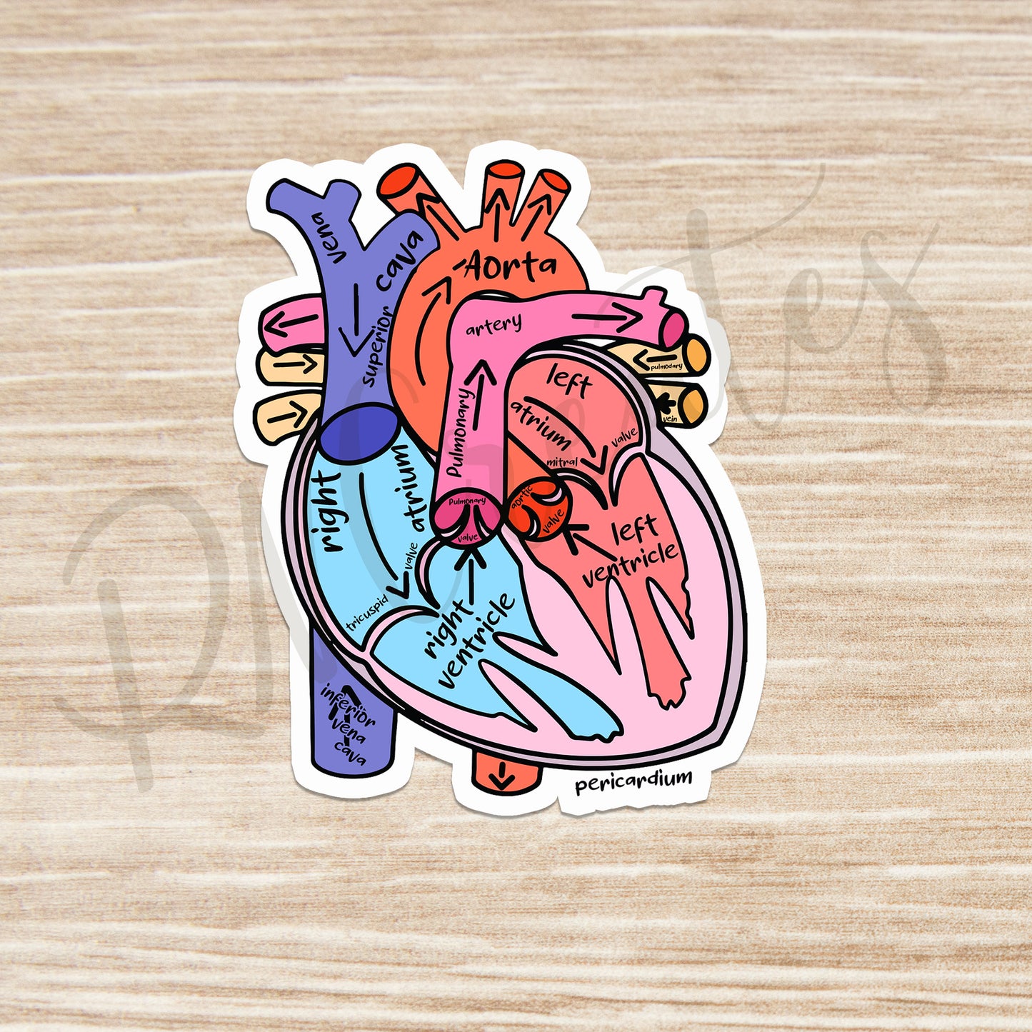 Heart Sticker - Anatomy Sticker - Medical Sticker - Medical Gift - Decorative Sticker - Sticker