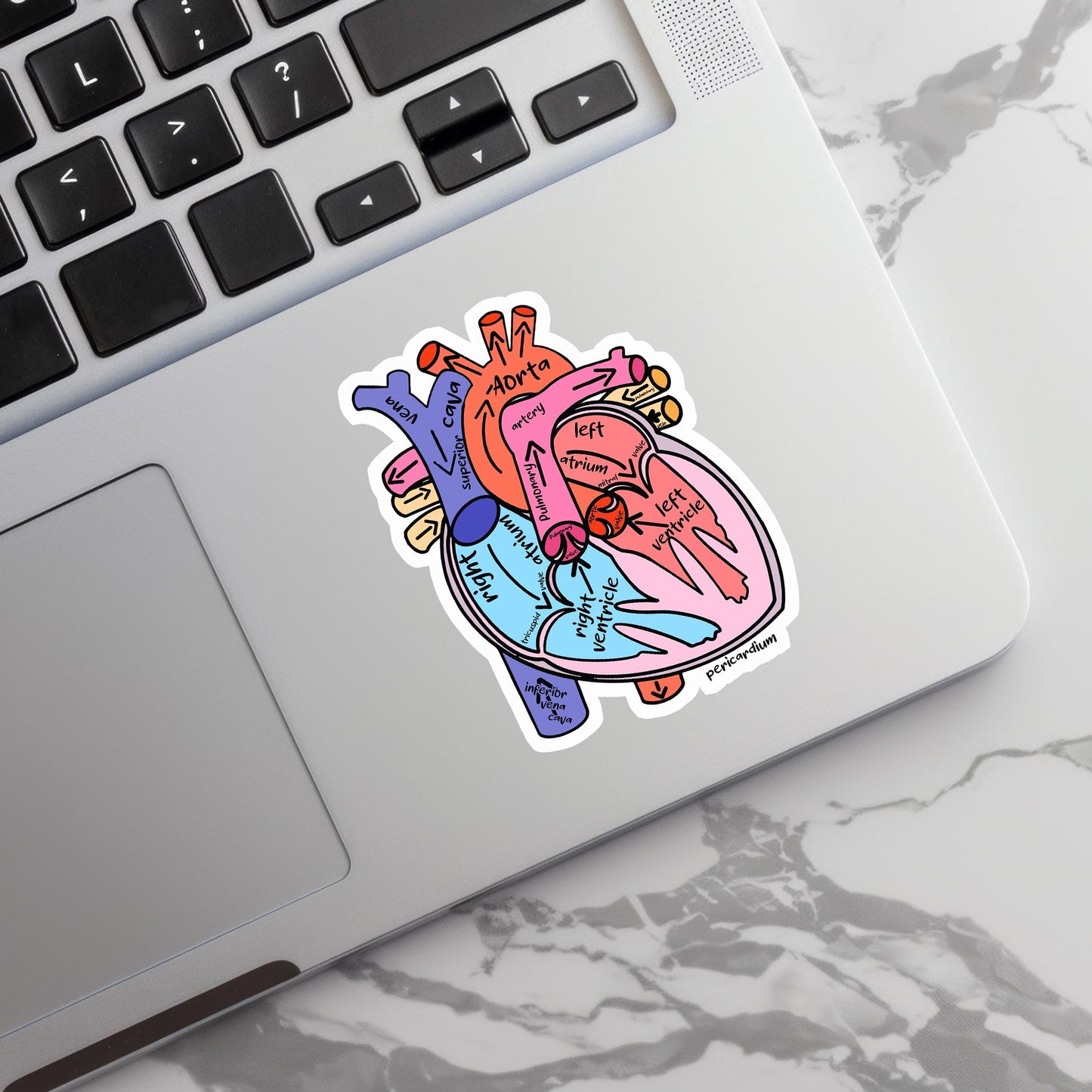 Heart Sticker - Anatomy Sticker - Medical Sticker - Medical Gift - Decorative Sticker - Sticker
