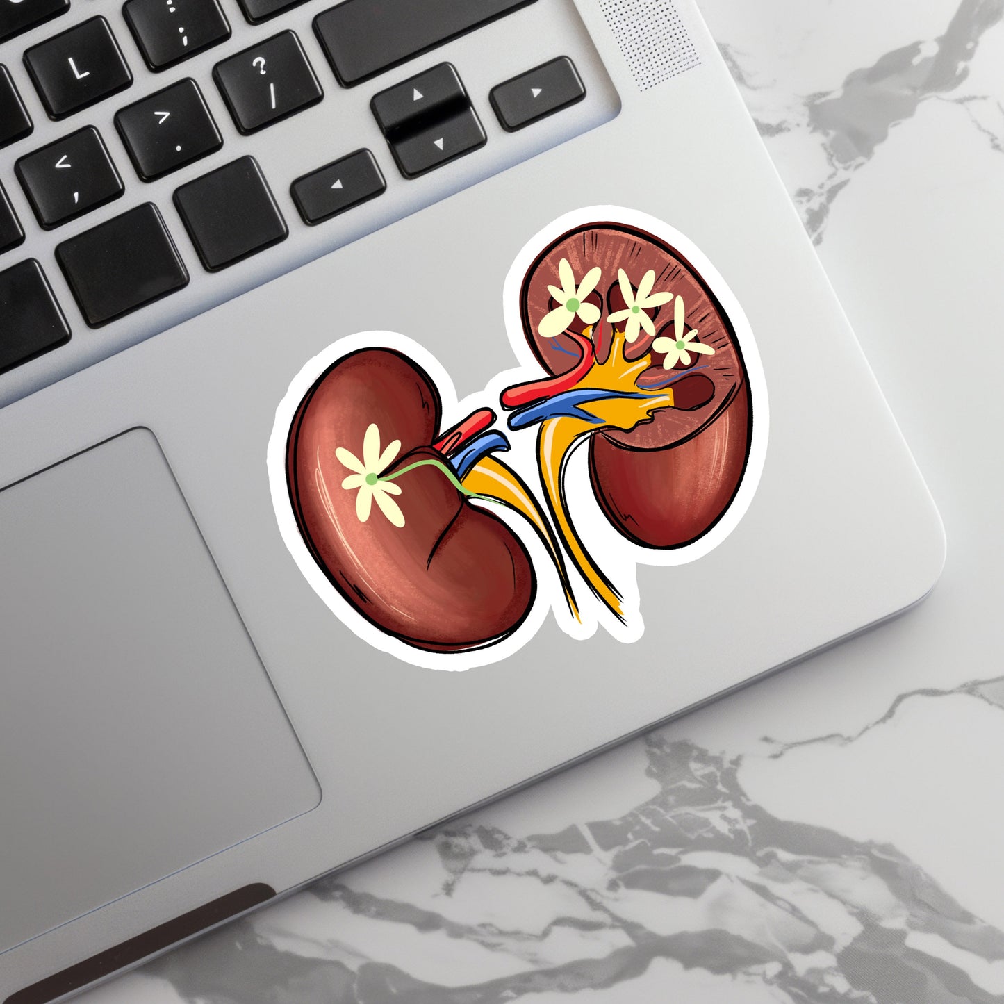 Kidney Sticker - Anatomy Sticker - Medical Sticker - Medical Gift - Decorative Sticker - Sticker