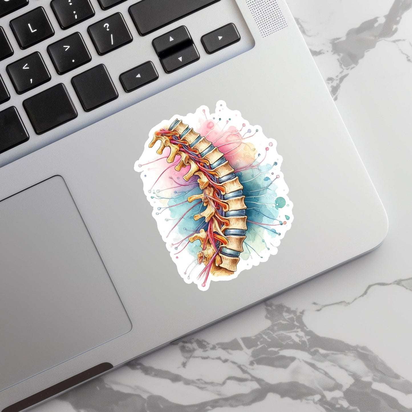Spine Sticker - Anatomy Sticker - Medical Sticker - Medical Gift - Decorative Sticker - Sticker