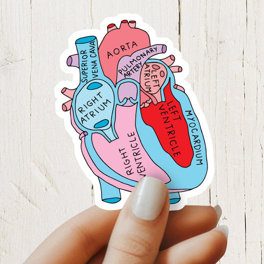 Heart Sticker - Anatomy Sticker -  Medical Sticker - Medical Gift - Decorative Sticker - Sticker