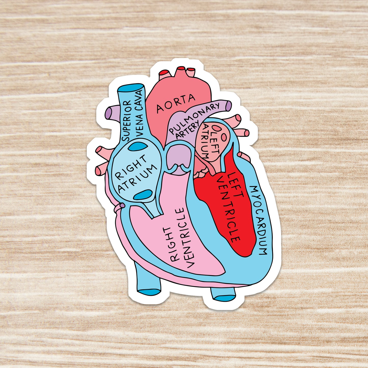 Heart Sticker - Anatomy Sticker -  Medical Sticker - Medical Gift - Decorative Sticker - Sticker