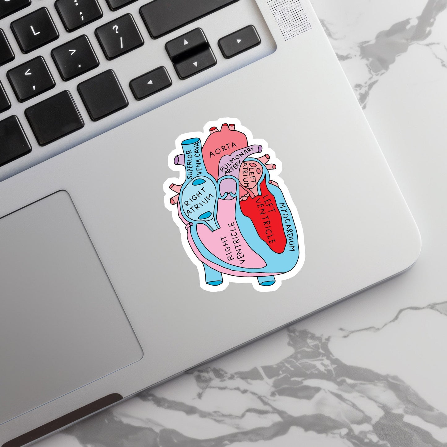 Heart Sticker - Anatomy Sticker -  Medical Sticker - Medical Gift - Decorative Sticker - Sticker