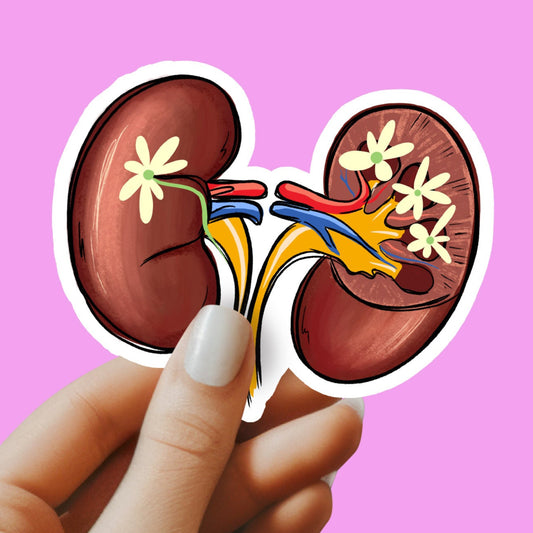 Kidney Sticker - Anatomy Sticker -  Medical Sticker - Medical Gift - Decorative Sticker - Sticker