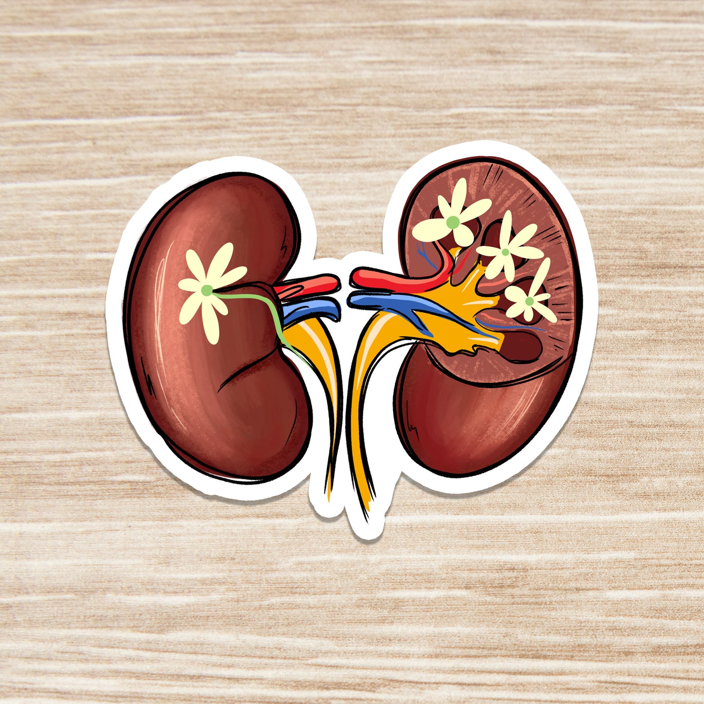 Kidney Sticker - Anatomy Sticker -  Medical Sticker - Medical Gift - Decorative Sticker - Sticker