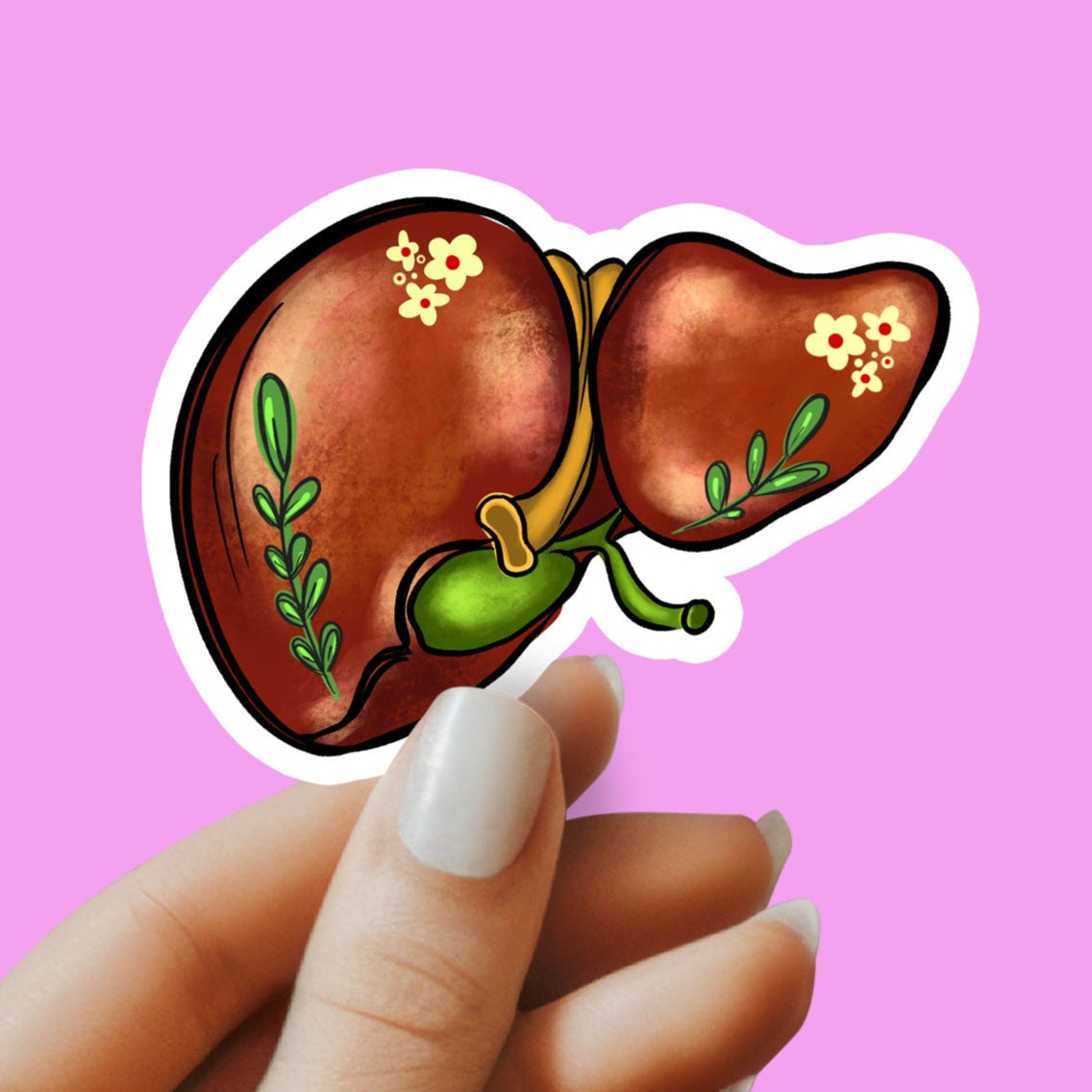 Liver Sticker - Anatomy Sticker -  Medical Sticker - Medical Gift - Decorative Sticker - Sticker