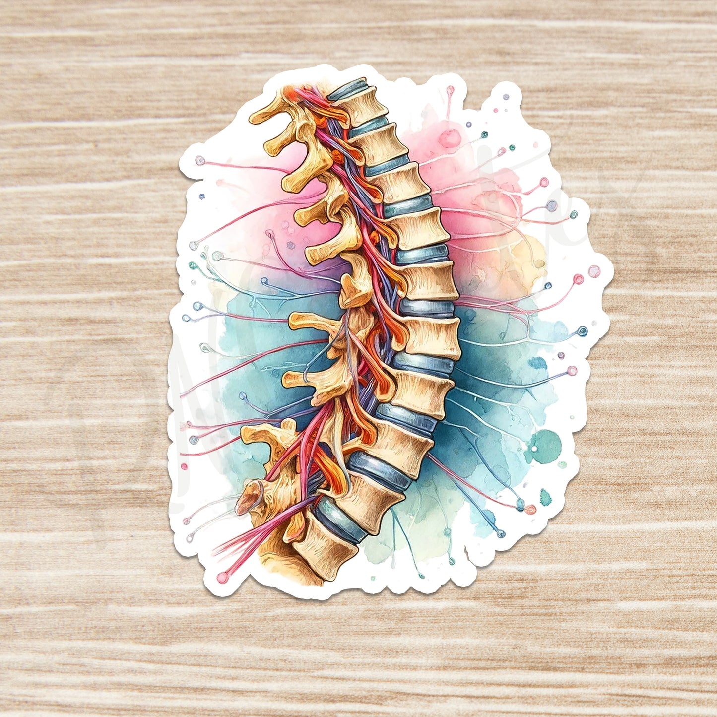 Spine Sticker - Anatomy Sticker -  Medical Sticker - Medical Gift - Decorative Sticker - Sticker